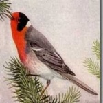 image of bird