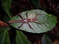 image of walking_stick