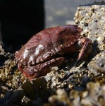 image of rock_crab