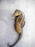 image of animal