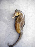 image of seahorse #21