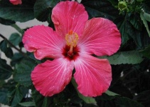 image of flower