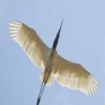 image of bird