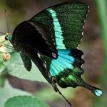 image of banded_butterfly #128