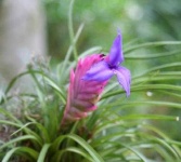 image of flower
