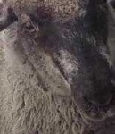 image of animal