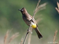 image of bulbul