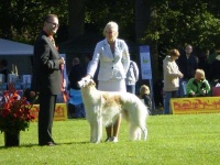 image of borzoi