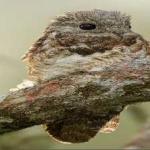 image of bird