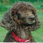 image of animal