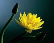 image of water_lilly