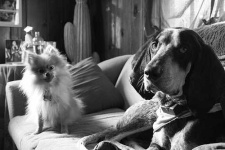image of bluetick
