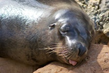 image of animal