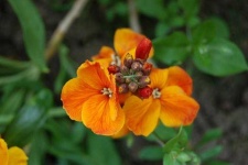image of flower