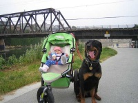 image of rottweiler