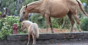 image of animal