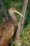image of limpkin