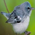 image of bird
