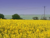 image of rapeseed #13