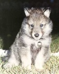 image of white_wolf