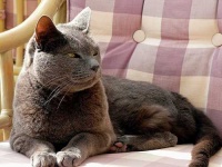 image of animal