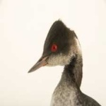 image of bird