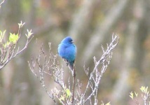 image of indigo_bunting