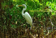 image of american_egret