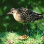 image of bird