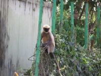 image of langur