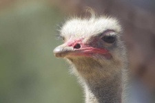 image of animal