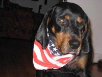 image of black_and_tan_coonhound #1
