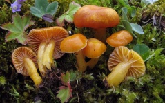 image of mushrooms