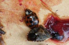 image of ladybugs #24