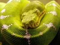 image of green_snake #12