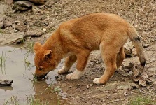image of dingo