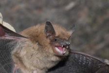 image of animal