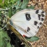 image of animal