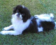 image of japanese_spaniel