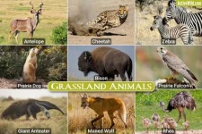 image of grassland