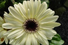 image of flower