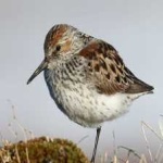 image of bird