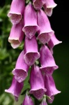 image of flower