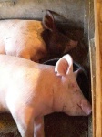 image of hog