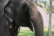 image of tusker