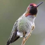 image of bird