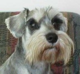 image of miniature_schnauzer #7