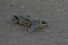 image of leatherback_turtle