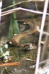 image of water_snake