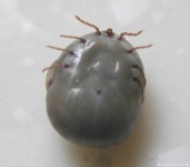 image of tick